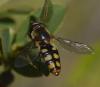 Eupeodes luniger